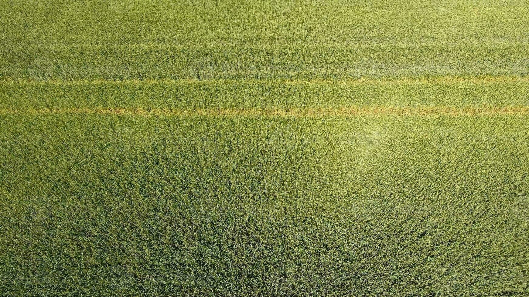 grön vete i de fält, topp se med en Drönare. textur av vete grön bakgrund. foto