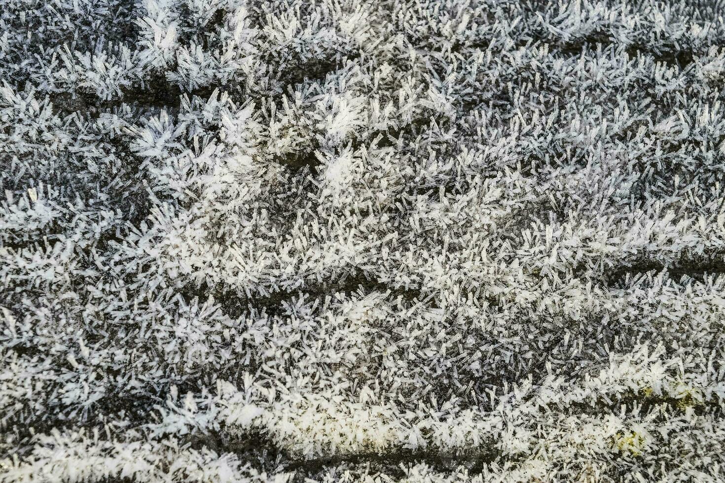 rimfrost på träd trunk yta foto