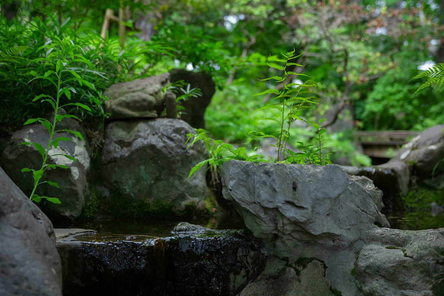 en skog bäck på de grön skog stänga upp foto