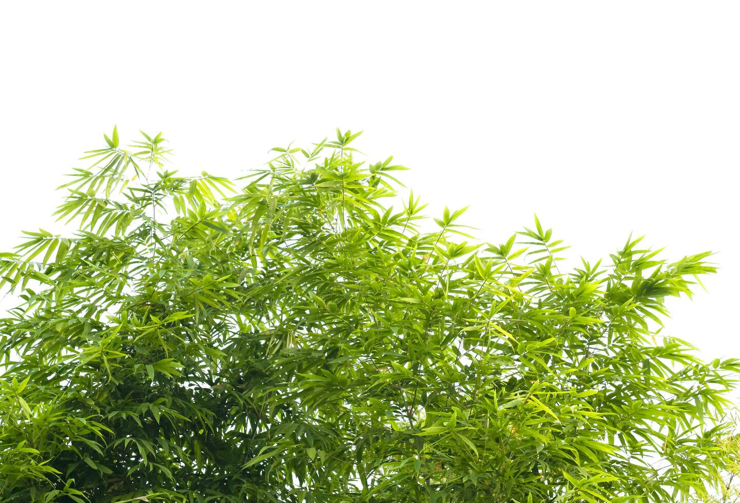 stänga upp grön blad bambu textur bakgrund foto