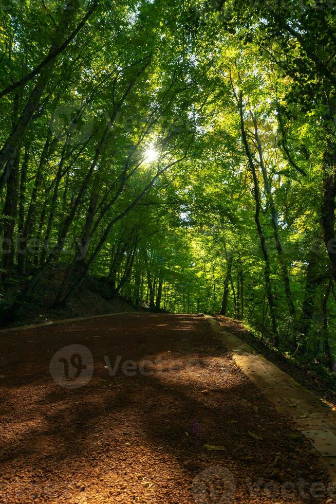 joggning spår i de skog vertikal Foto. friska livsstil begrepp foto