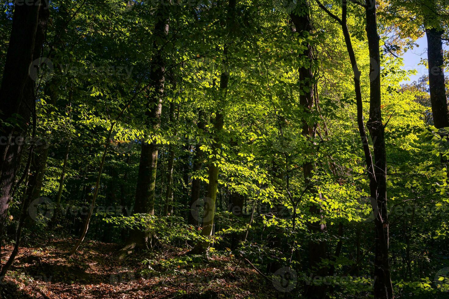 skön skog se från inuti. löv upplyst förbi solljus. jord dag foto