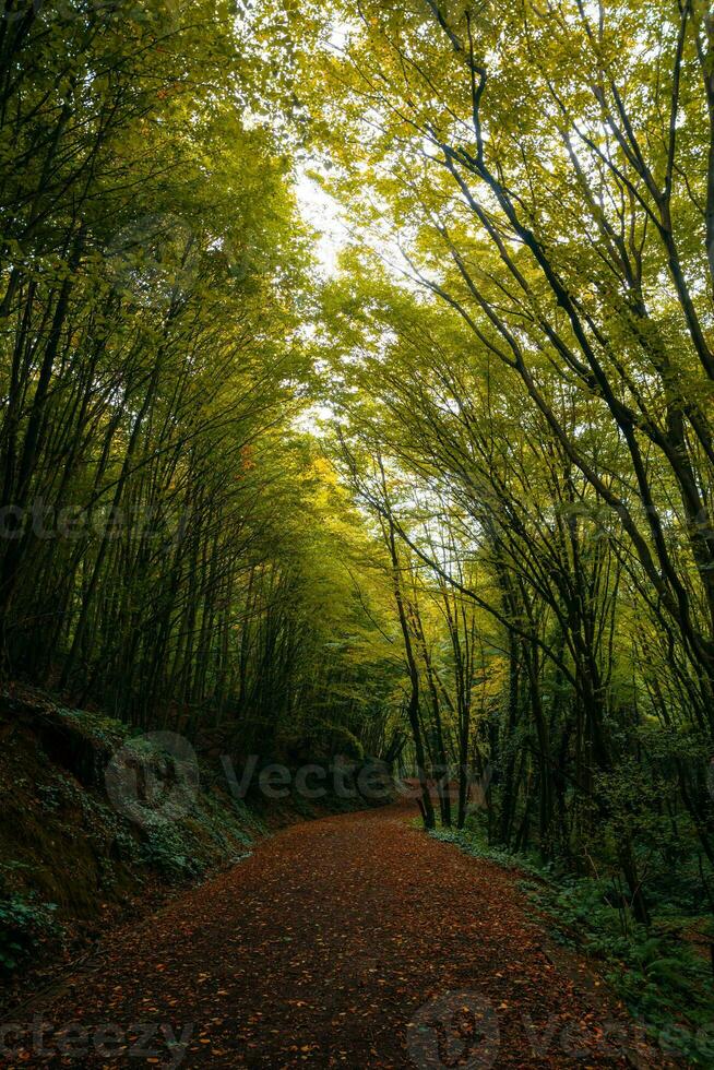 vandring väg i de skog i de falla. rekreations områden bakgrund Foto