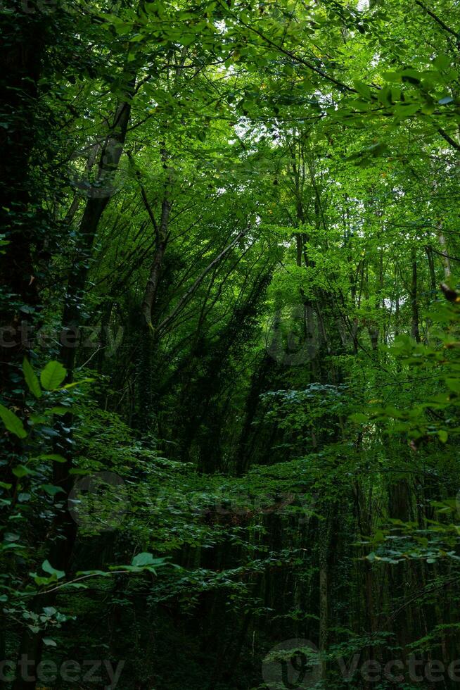 frodig skog. kol neutralitet begrepp vertikal Foto