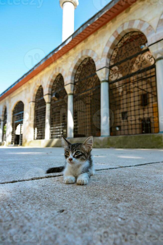 kattunge Sammanträde på de trädgård av en moské i istanbul foto