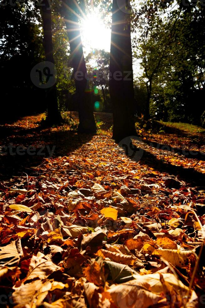 falla eller höst se i de skog. fallen brun löv på de jord foto