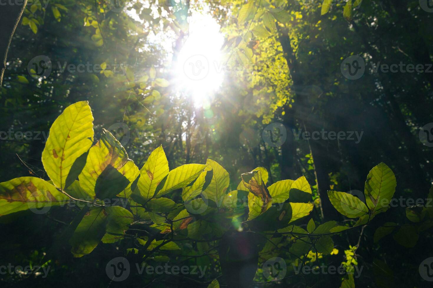 löv och direkt solljus. natur eller kol fotavtryck begrepp bakgrund foto