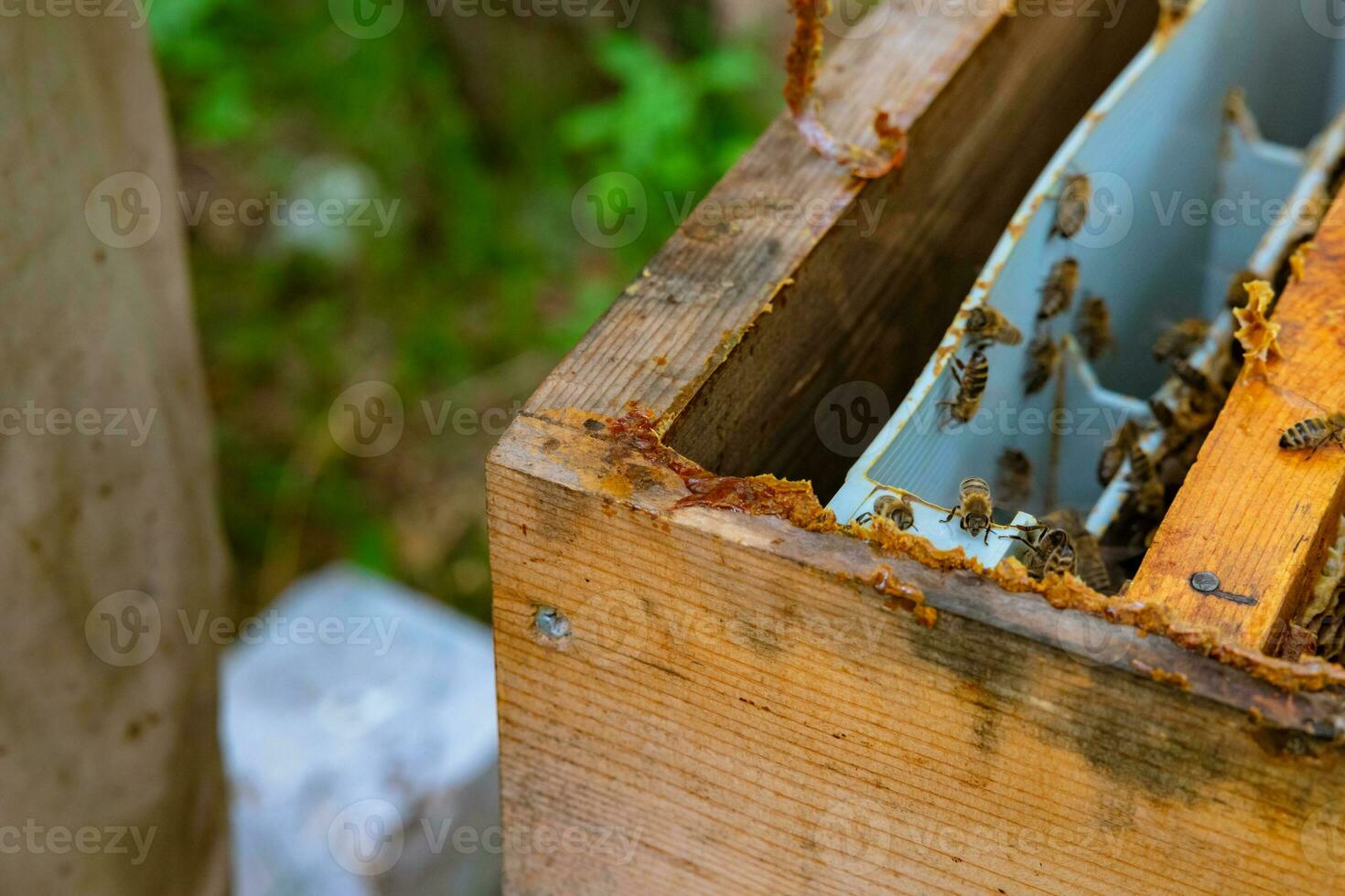 rå bi lim eller propolis på de trä- bikupa i fokus foto