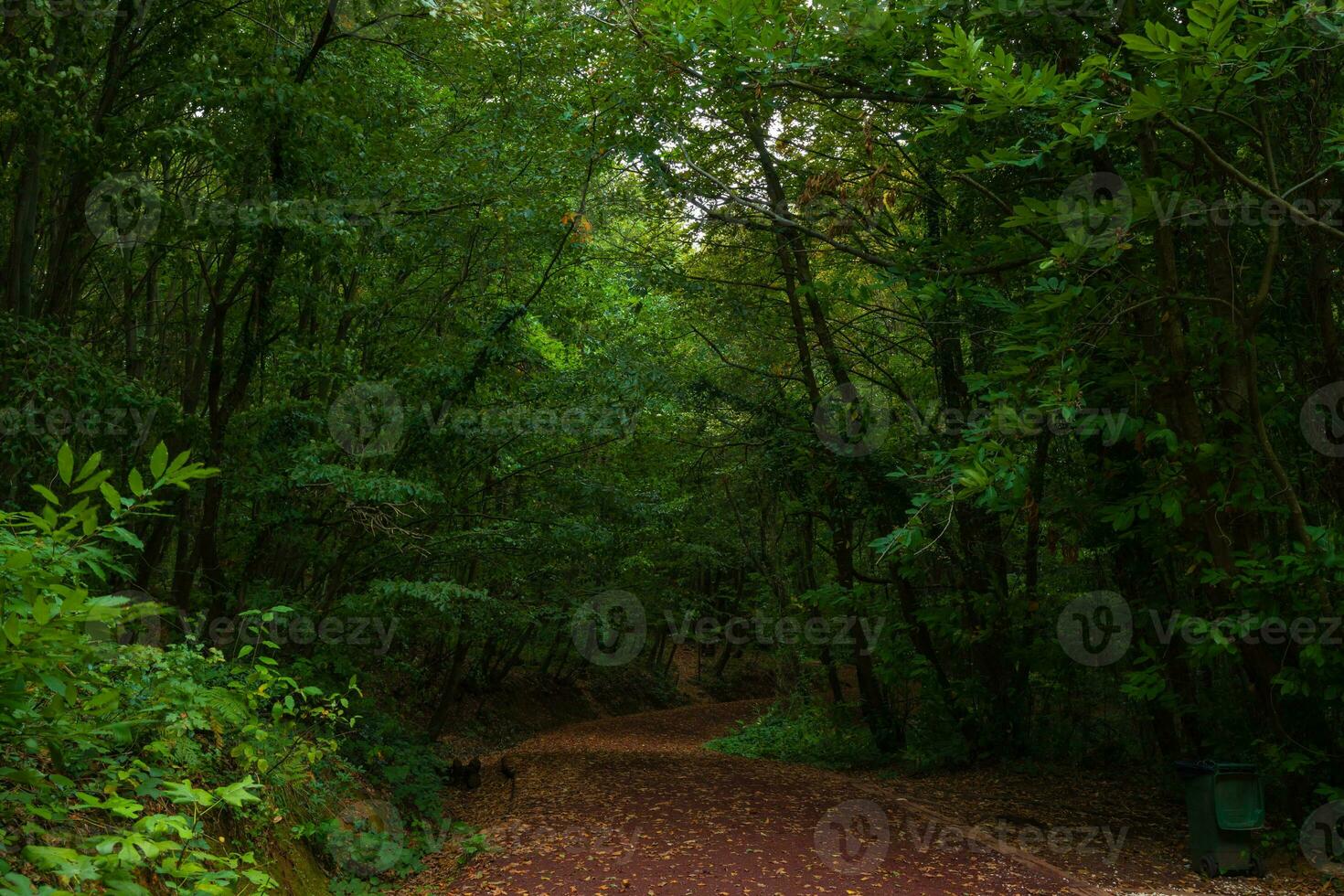 gående väg i de skog med fallen löv i de höst foto
