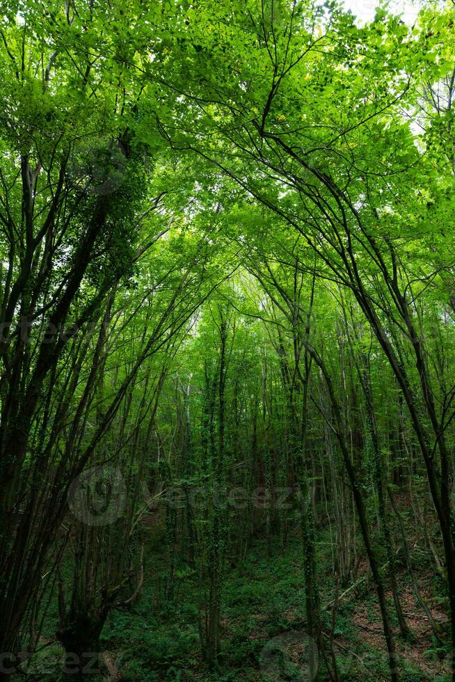 frodig grön skog se. kol neutralitet begrepp vertikal bakgrund Foto