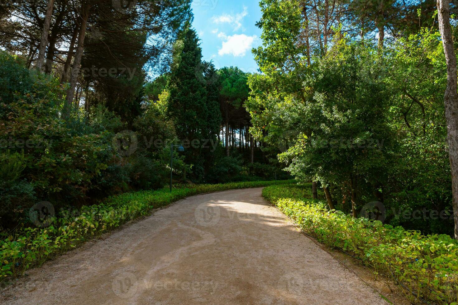 vandring spår i de skog. friska livsstil bakgrund Foto. foto