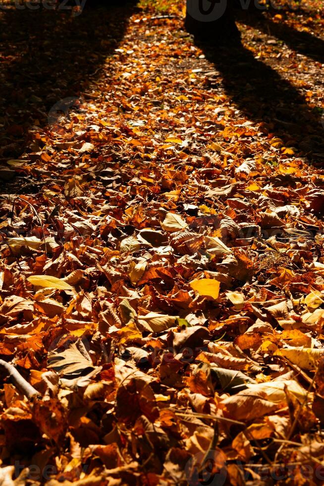 höst eller falla se. fallen brun löv på de skog jord foto