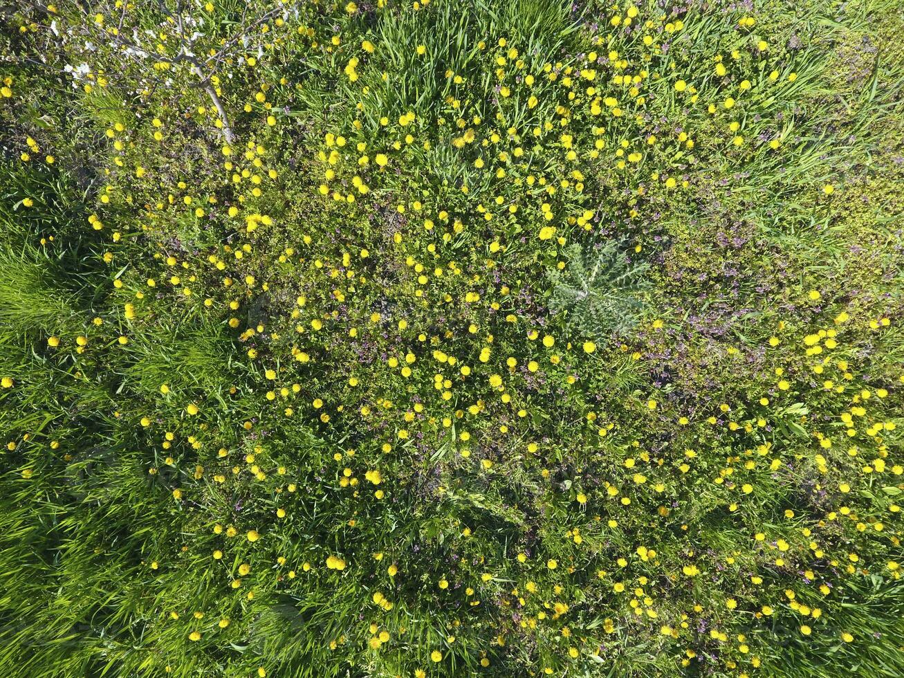 topp se av en blomma clearing i de trädgård. maskrosor är gul blommor och Övrig blommor foto