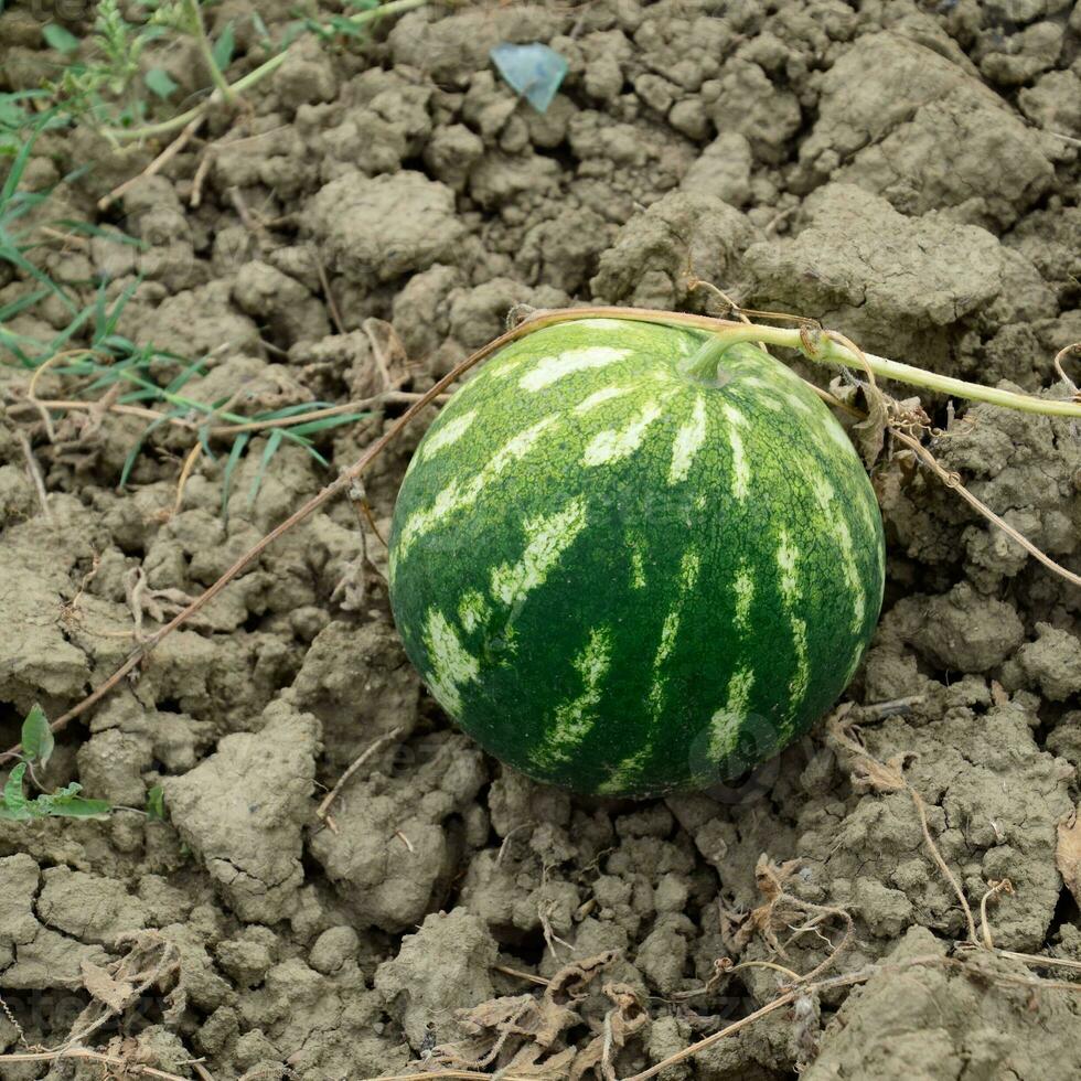 de växande vattenmelon i de fält foto