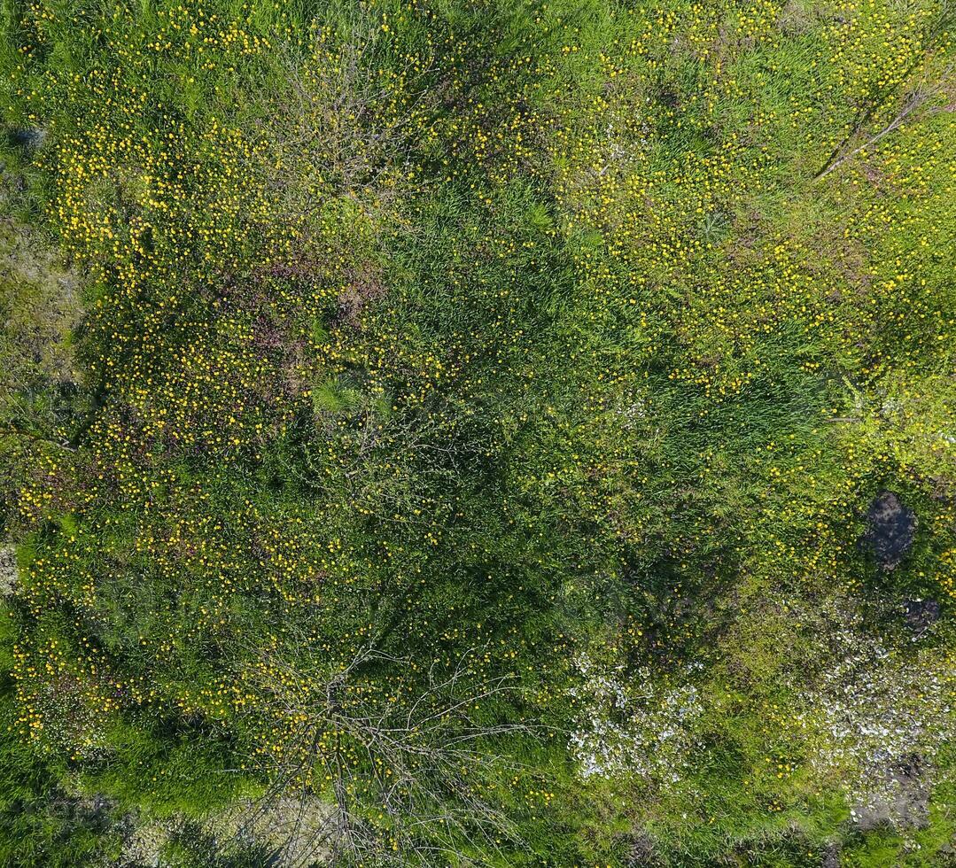 topp se av en blomma clearing i de trädgård. maskrosor är gul blommor och Övrig blommor foto