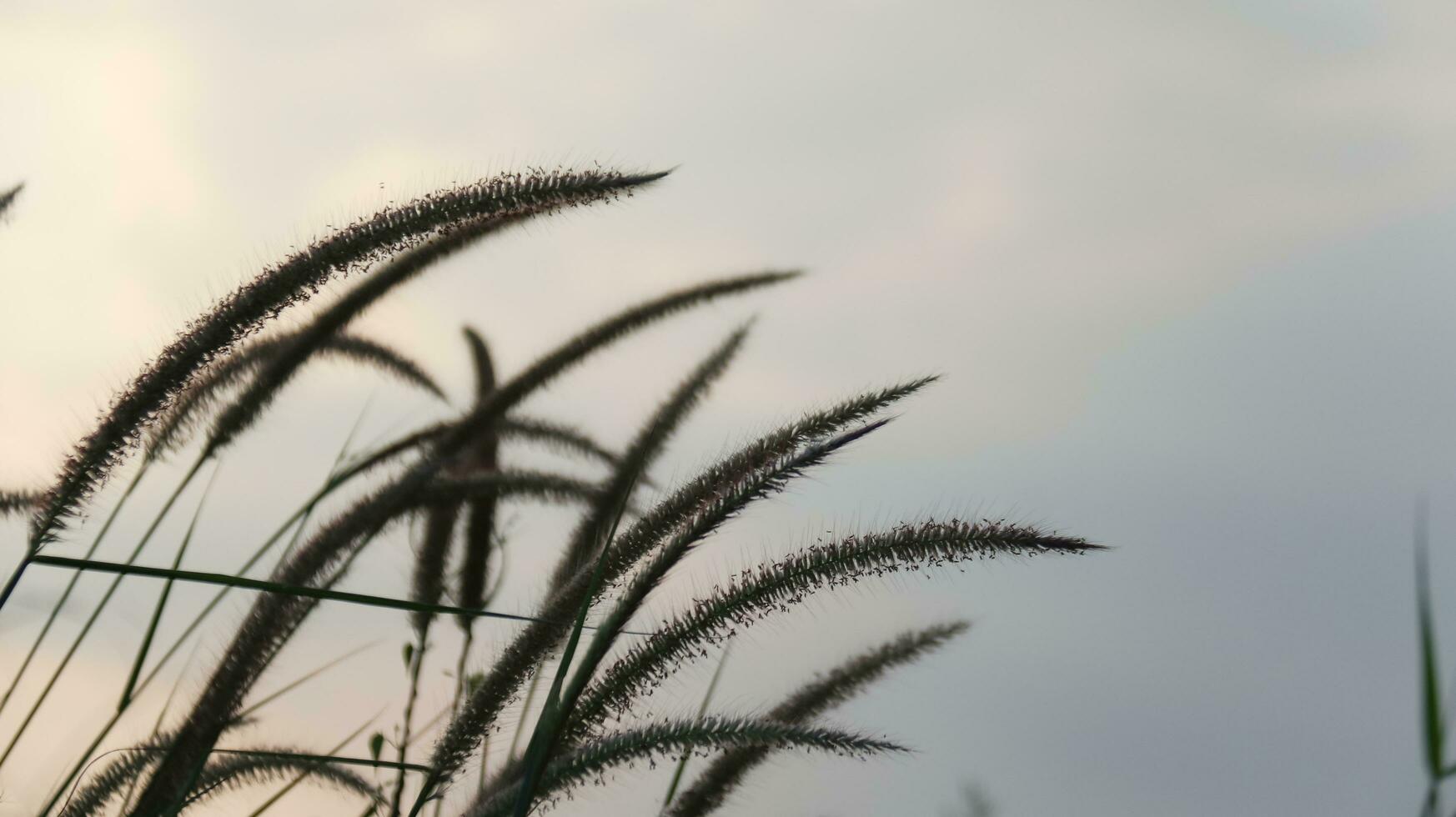 fjäder pennisetum gräs på fläck bakgrund foto