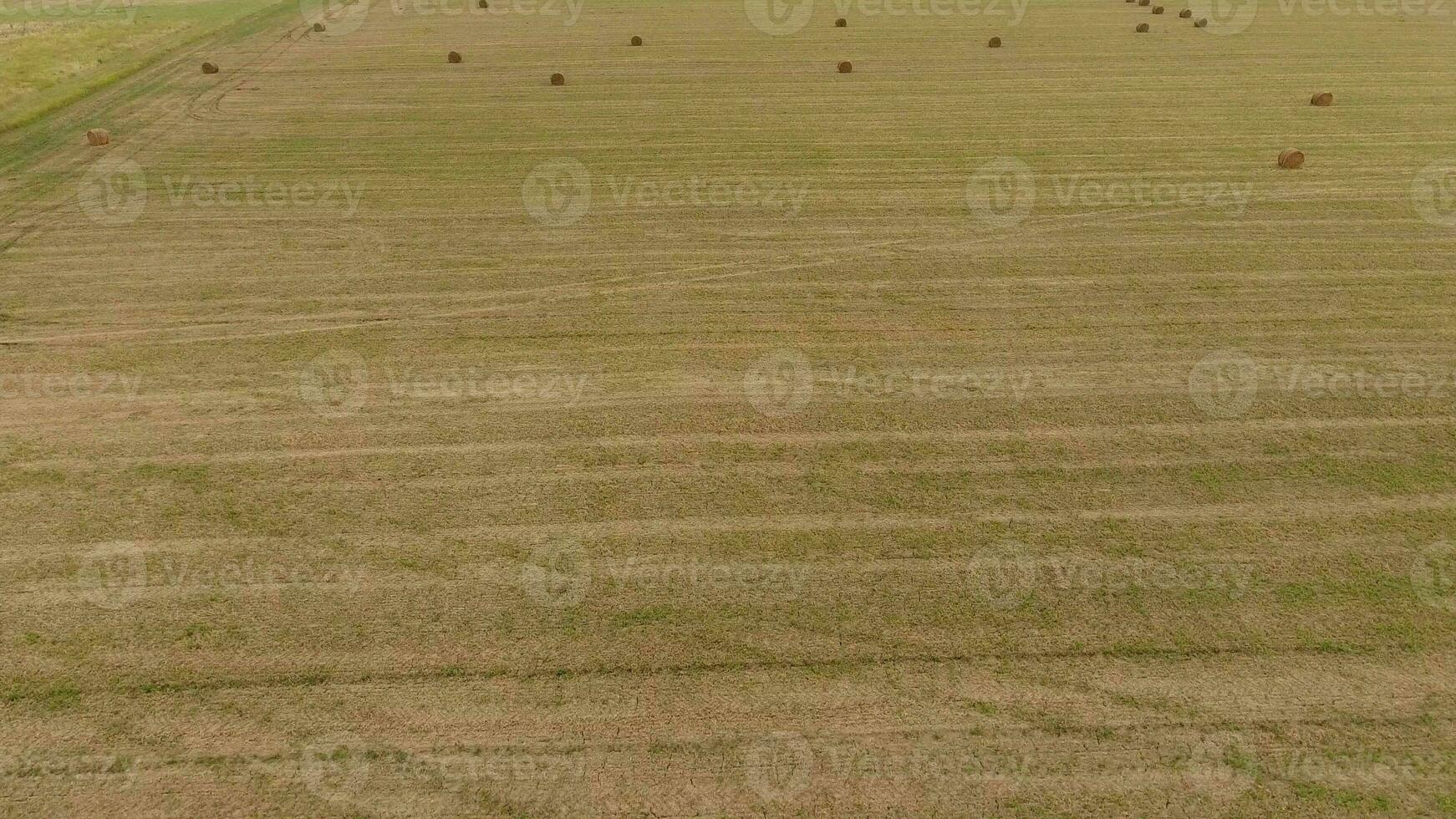 balar av hö i de fält. skörd hö för boskap utfodra. landskap fält med hö foto