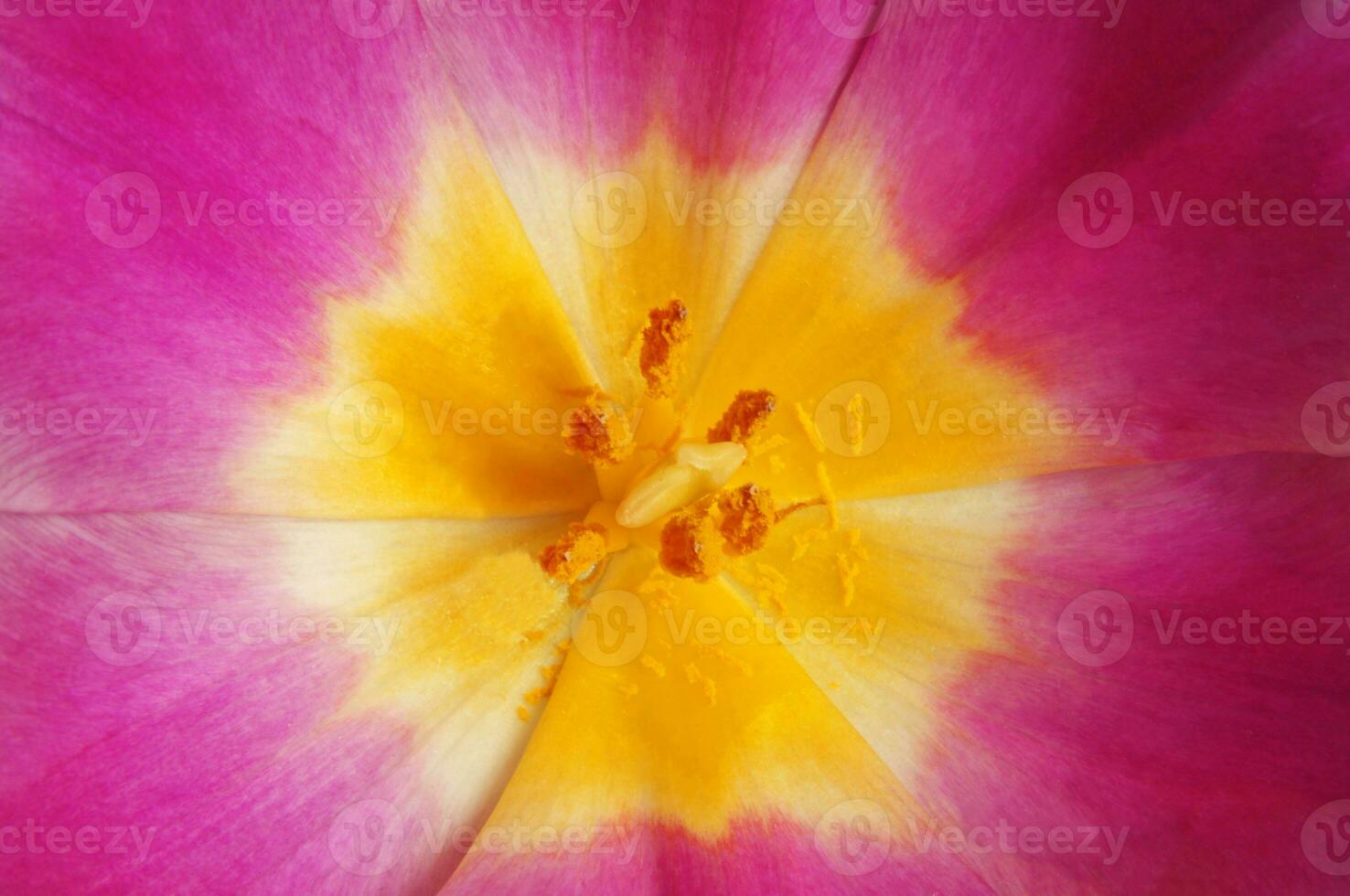 rosa tulpan blommor foto