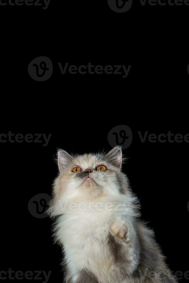 porträtt av en persisk ras katt felis catus foto