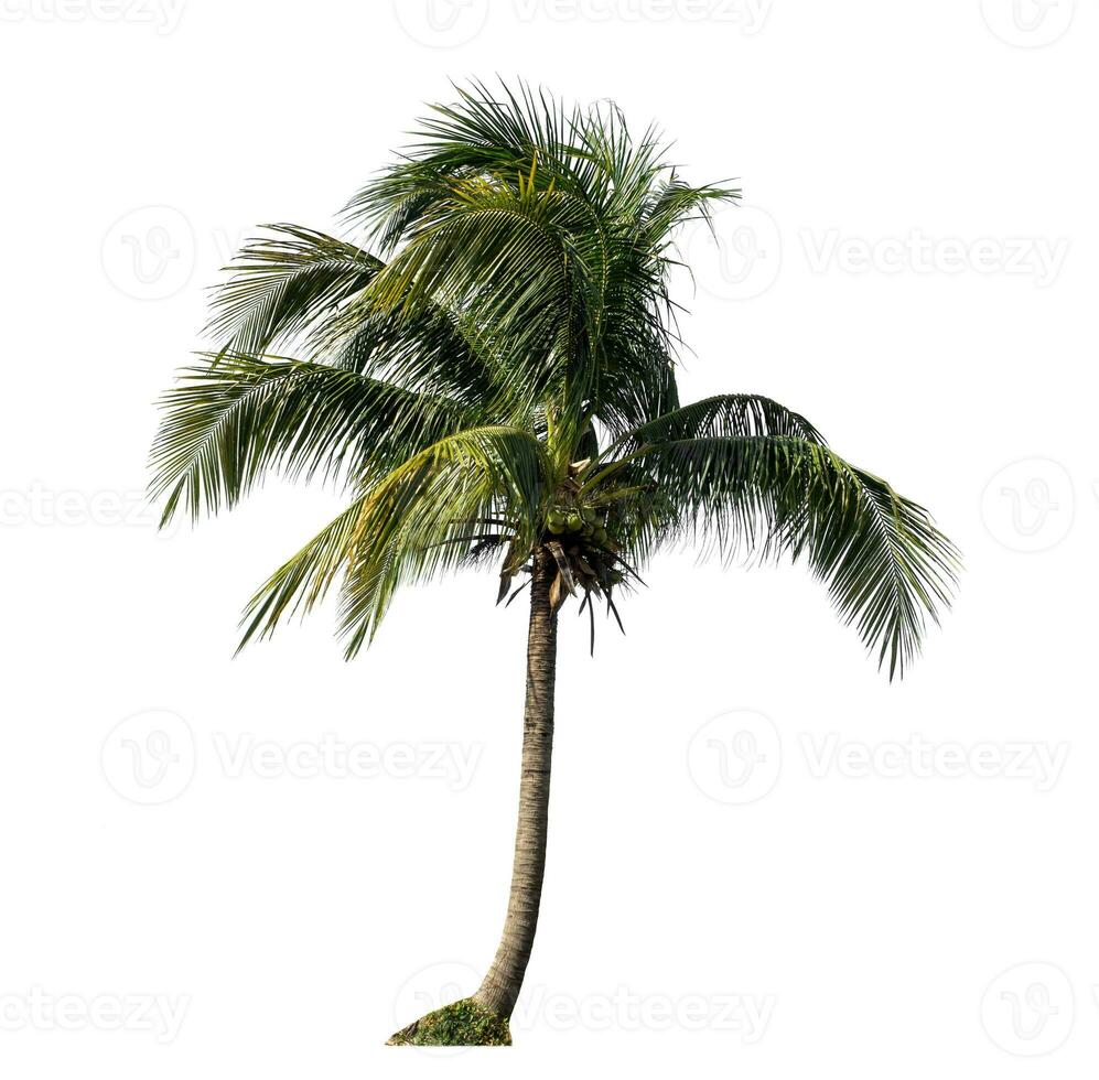 kokos träd på vit bakgrund med klippning väg och alfa kanal. foto