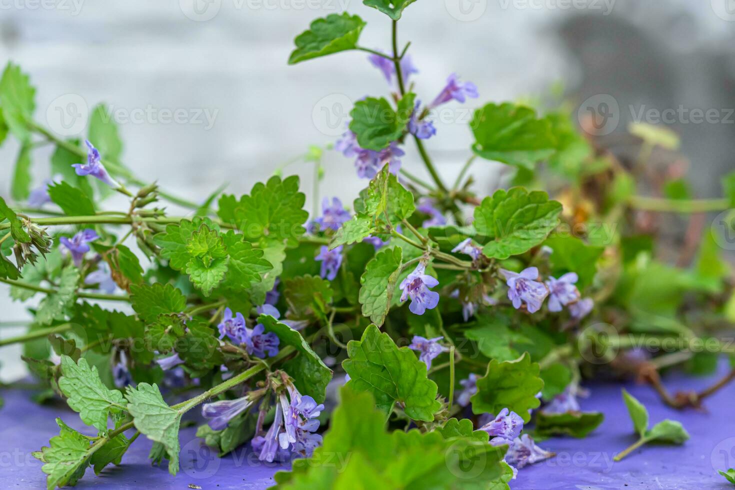 hosta , hostor, groblad liljor, giboshi trivs i de vår trädgård med dess frodig grön lövverk. foto