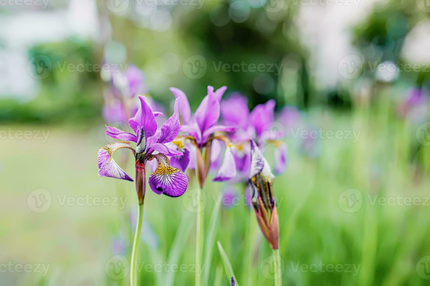 stor grupp av lila iris blooms i en trädgård säng med Övrig färgrik blommor i de bakgrund foto