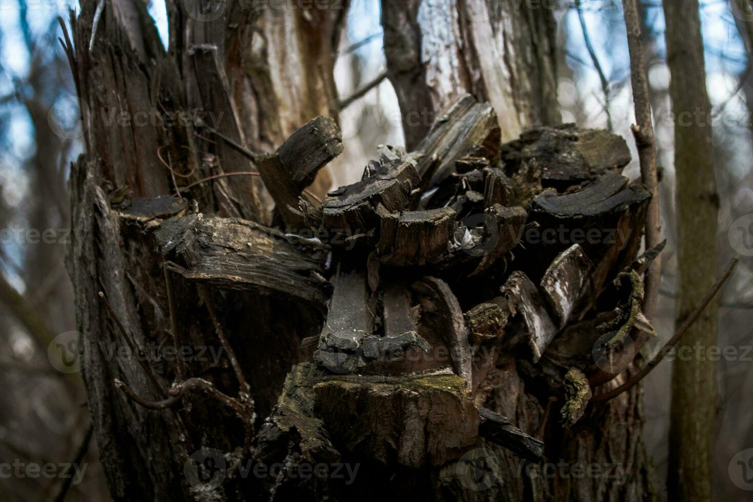 gammal träd trunk i de skog. naturlig miljö- detalj foto