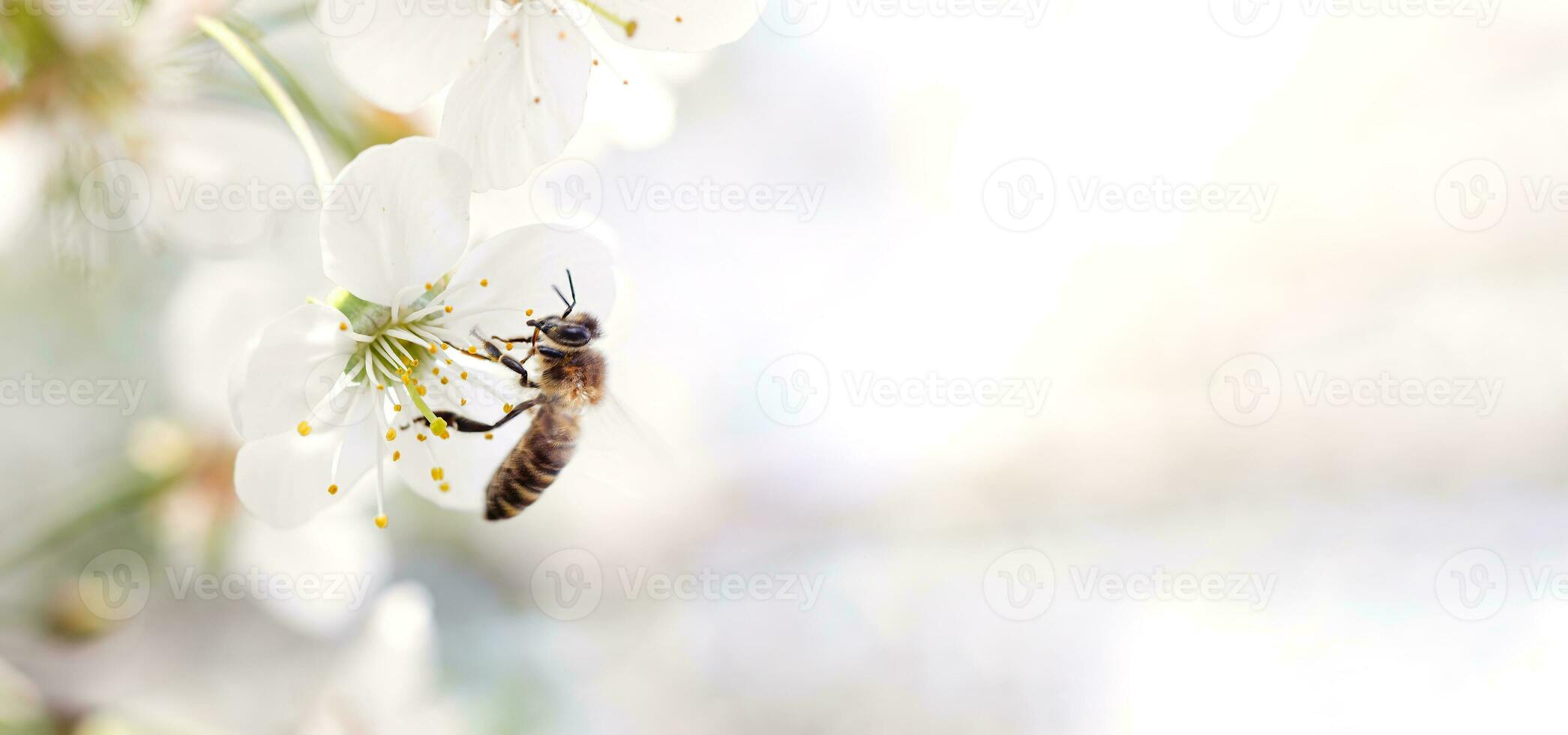 honung bi samlar pollen från en körsbär blomma. kopia Plats foto