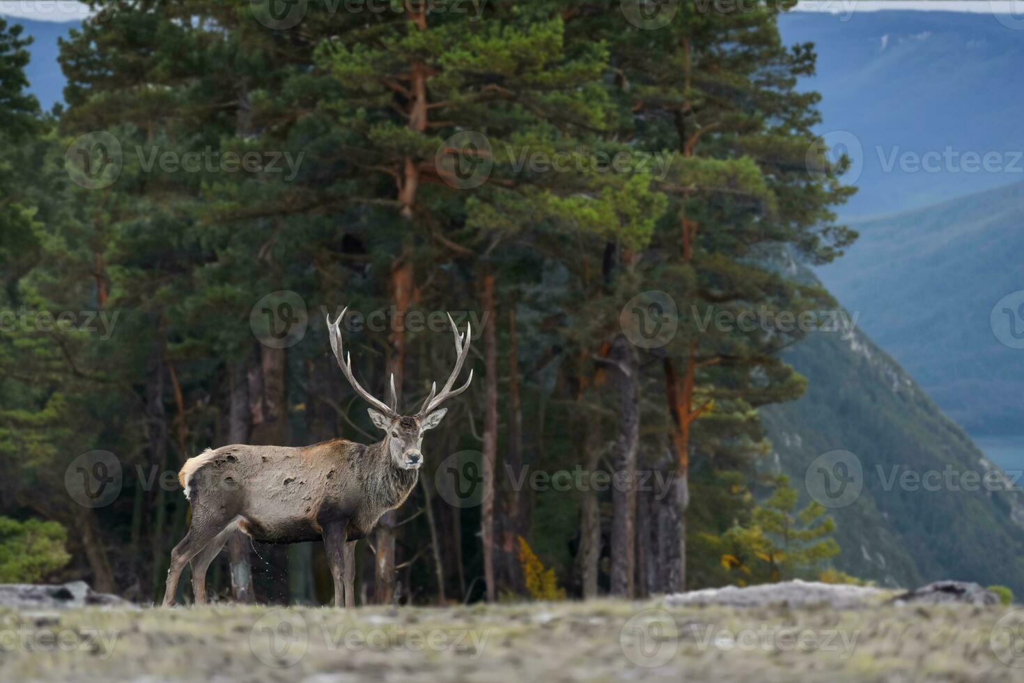 majestätisk röd rådjur sven i skog på berg bakgrund. djur- i natur livsmiljö foto