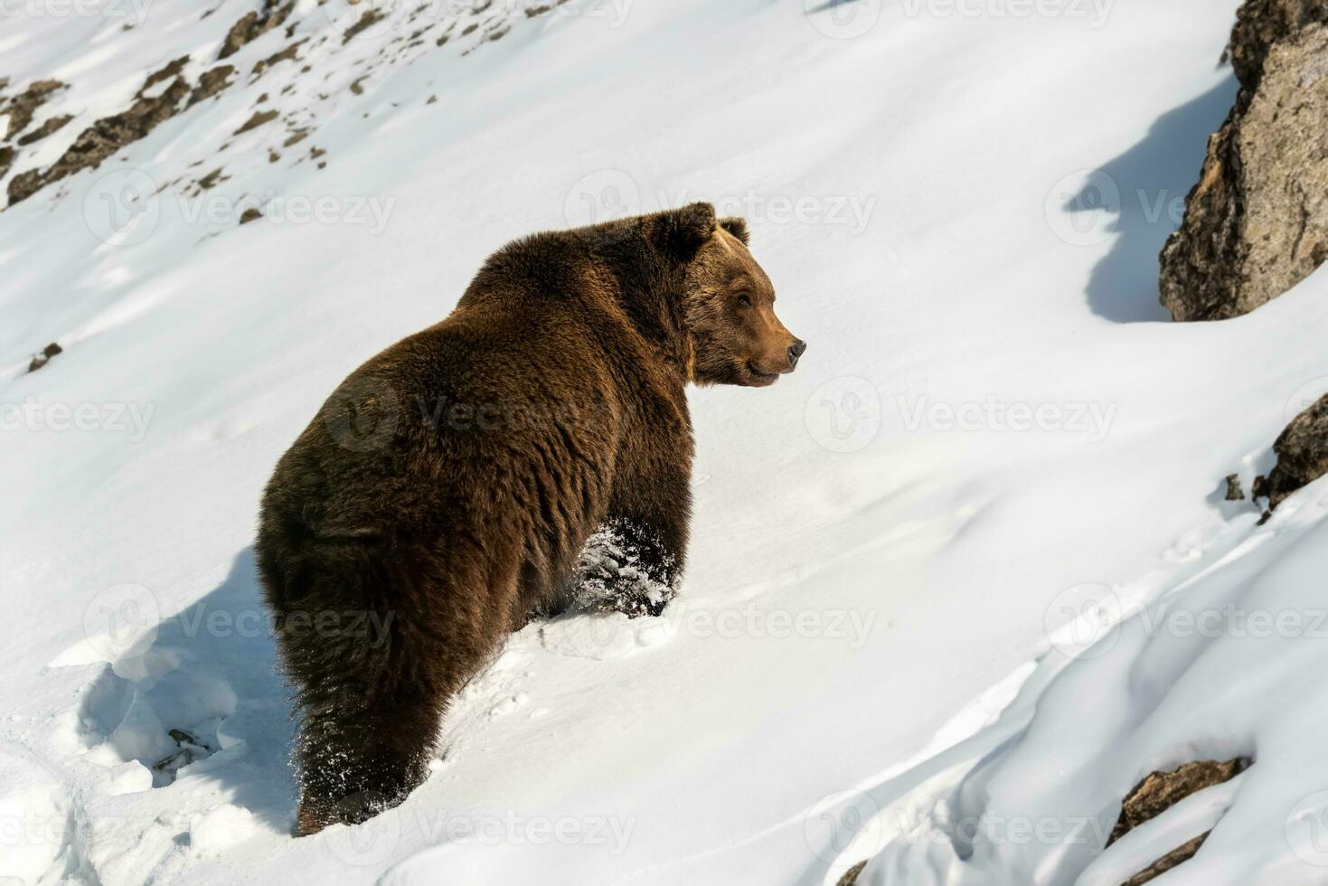 vuxen brun Björn i kall tid. djur- i vild vinter- natur foto