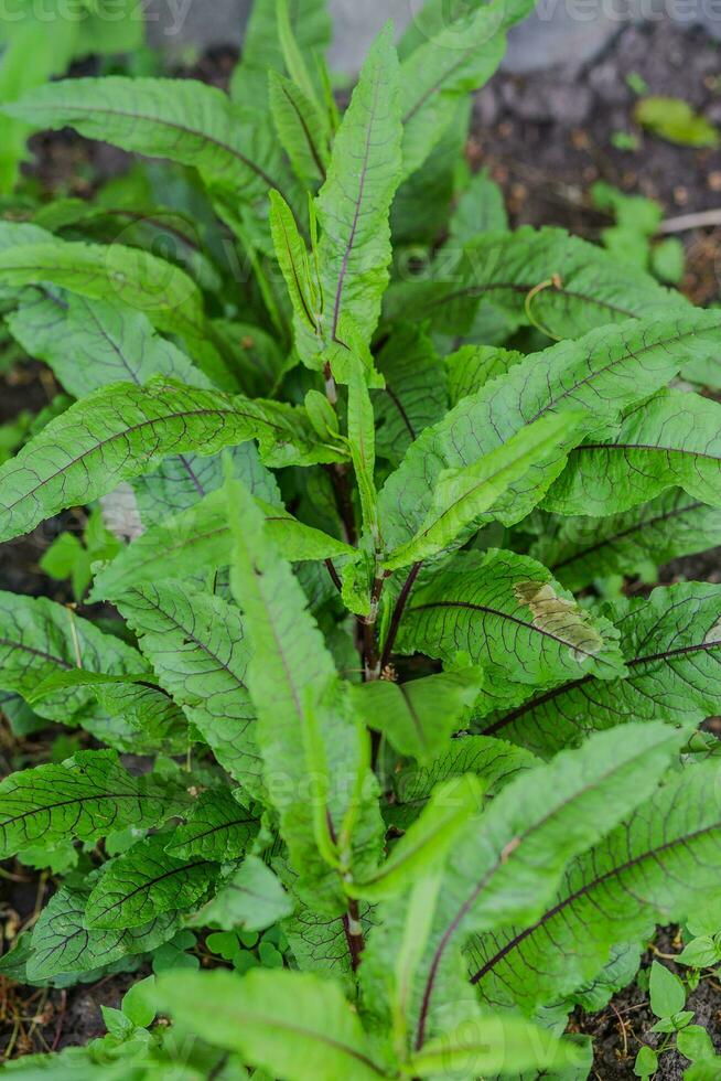 rumex sanguineus, bryggor och sorrels, släkte rumex l. grön med lila vener ung löv i en trädgård i en by i de trädgård. icke-gmo diet produkt. ekologisk jordbruk. foto