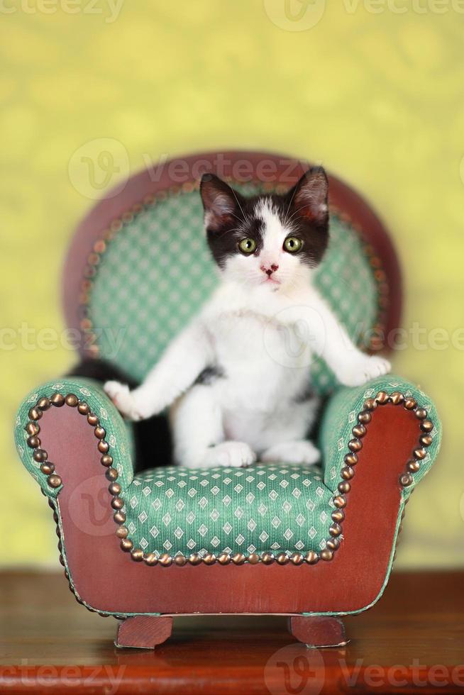 kattunge sitter på en stol foto