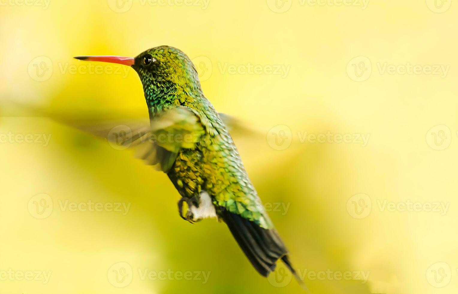 fågel fotografi, fågel bild, mest skön fågel fotografi, natur fotografi foto