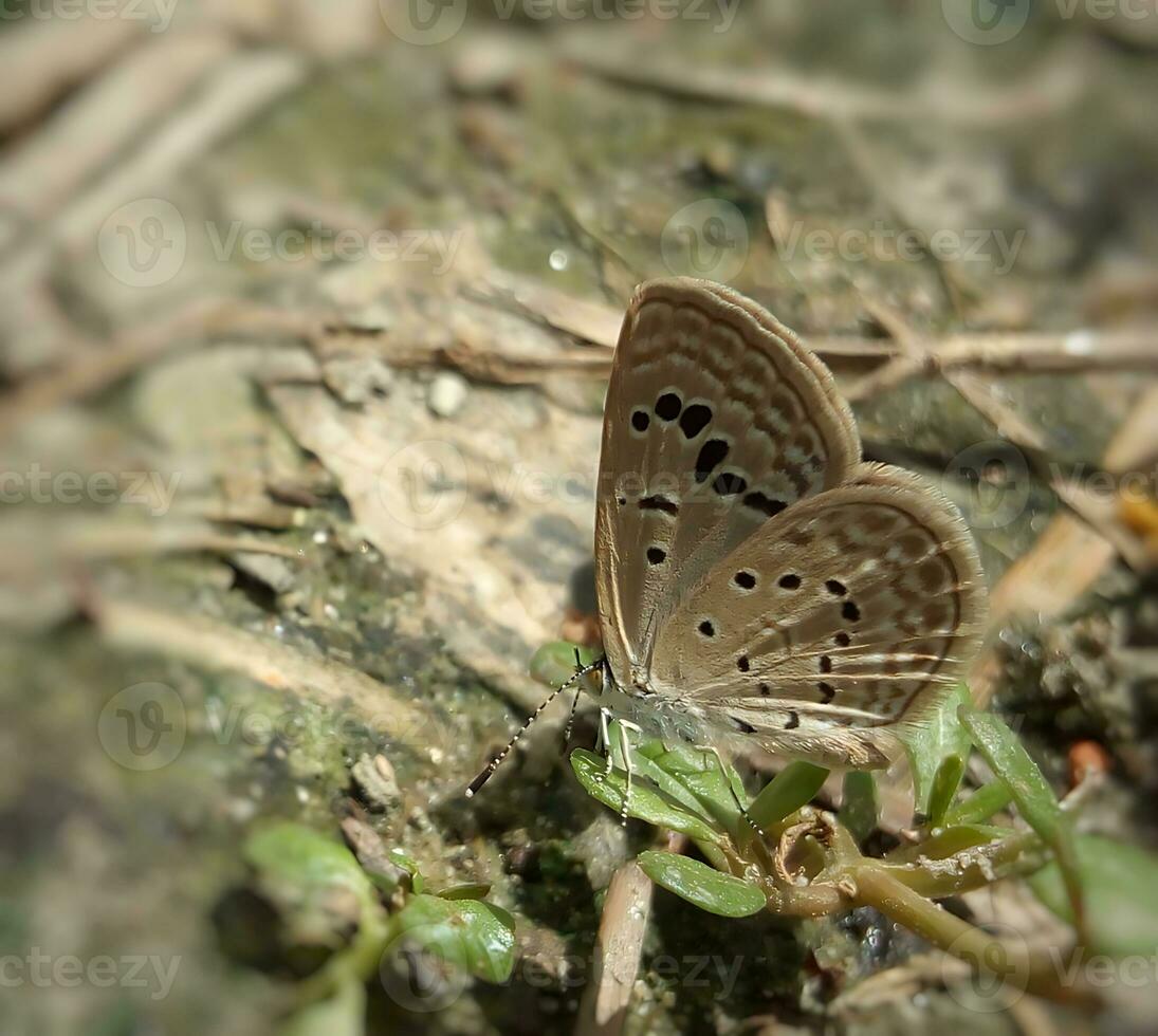 monark, skön fjäril fotografi, skön fjäril på blomma, makro fotografi, skön natur foto