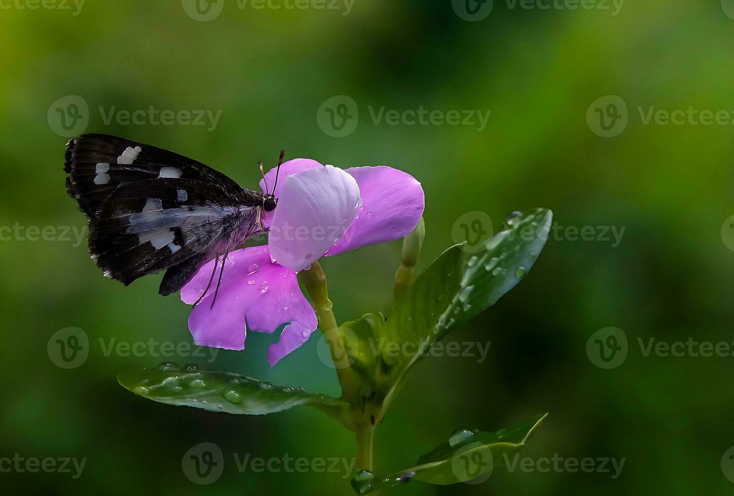 monark, skön fjäril fotografi, skön fjäril på blomma, makro fotografi, skön natur foto