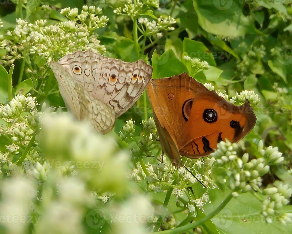 monark, skön fjäril fotografi, skön fjäril på blomma, makro fotografi, skön natur foto