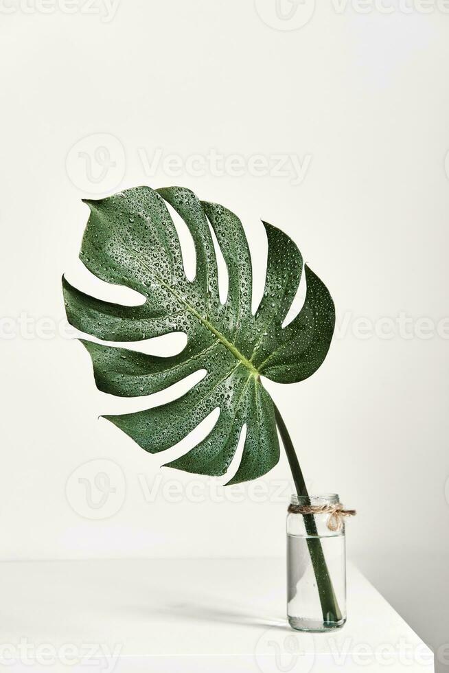 monstera tropisk blad i glas vas stående på vit tabell, främre se. modern estetik minimal interiör foto