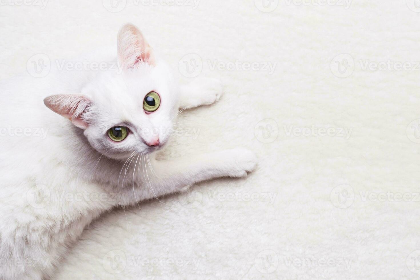 vit vuxen katt med gul ögon på en vit mjuk matta foto