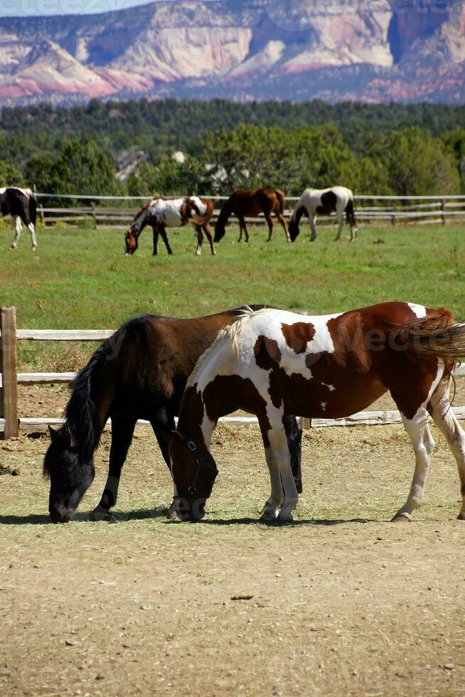 pinto och Övrig brun hästar på en öken- ranch foto