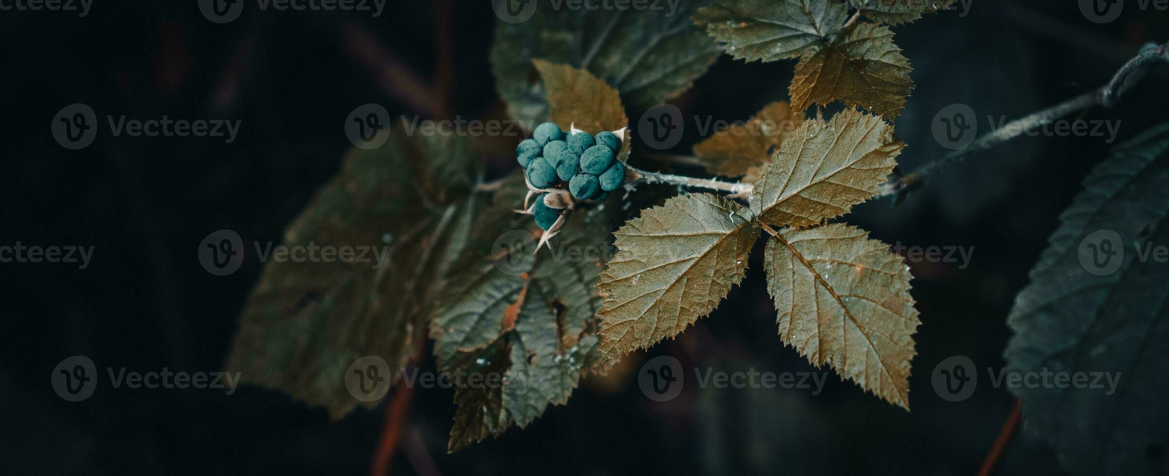 stänga upp björnbär gren höst buske begrepp Foto. utomhus i lantlig morgon- foto