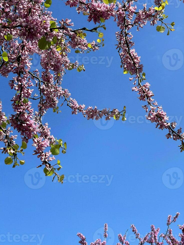 gren av blomning träd på en blå himmel bakgrund foto