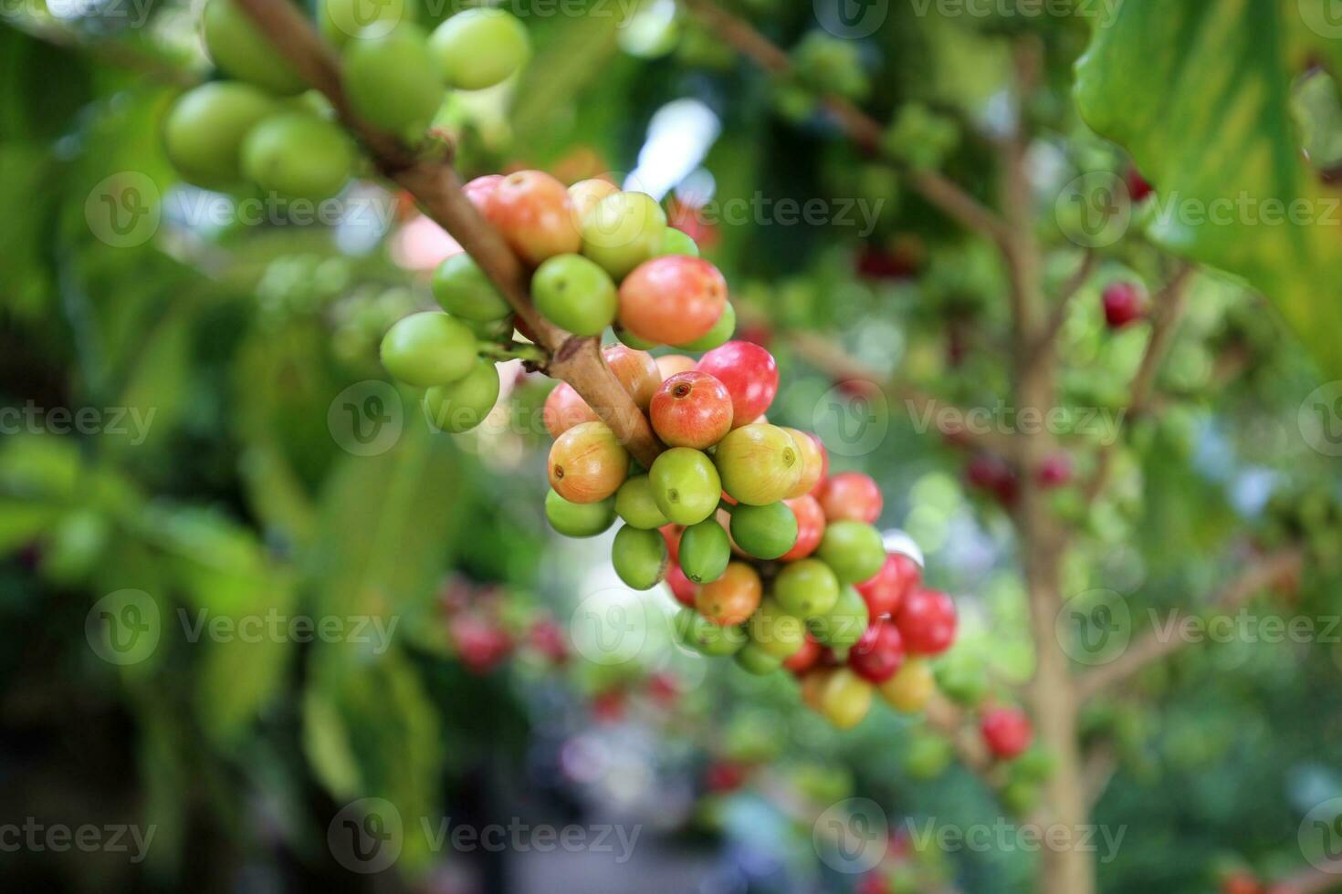 kaffe träd med rå arabica kaffe böna i kaffe plantage foto