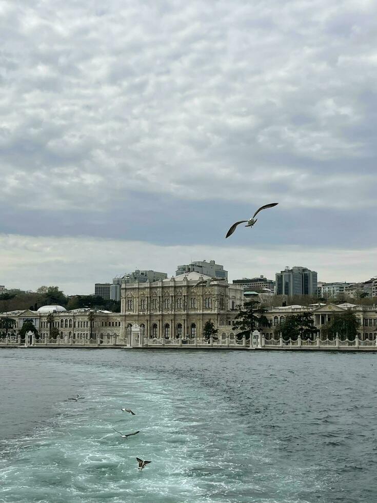 17 av april 2023 - istanbul, Kalkon - fiskmås flygande nära dolmabahce palats, se från de hav foto