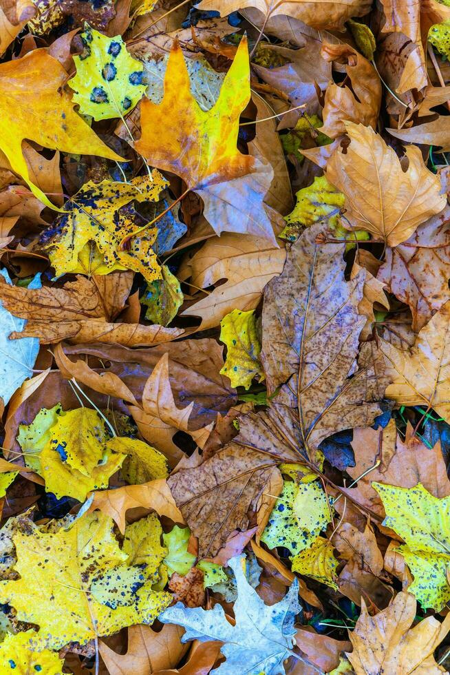 naturlig skärmsläckare och bakgrund med höst tema och säsong- färger landskap foto