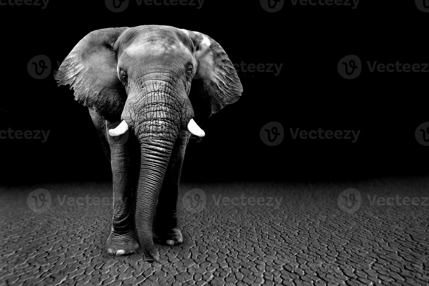 vilda bilder av afrikanska elefanter i afrika foto
