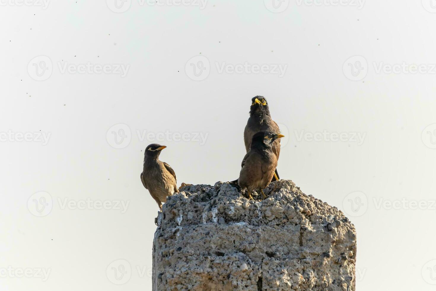 bakgrund med en skön fågel i de myna vild natur foto