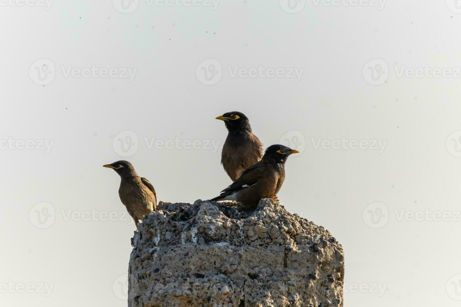 bakgrund med en skön fågel i de myna vild natur foto