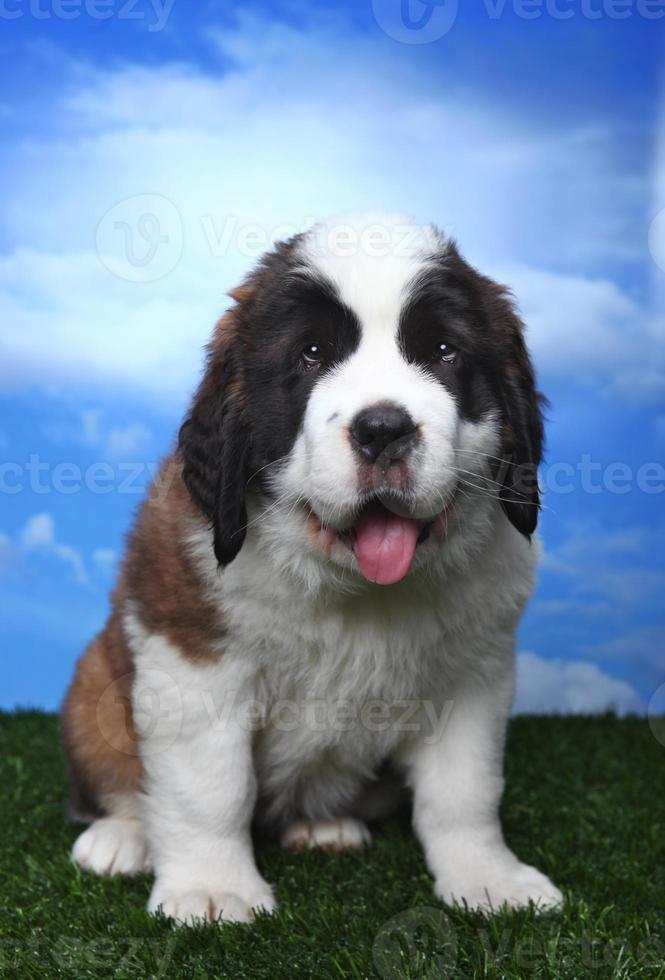 bedårande saint bernard valpar foto