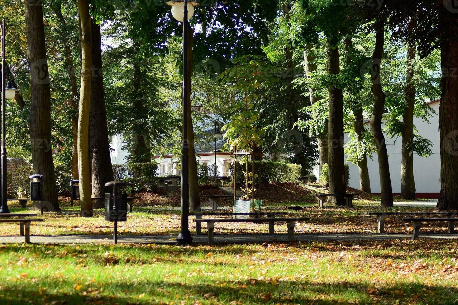 grön träd i de stad parkera foto