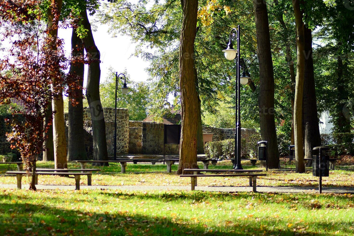 grön träd i de stad parkera foto